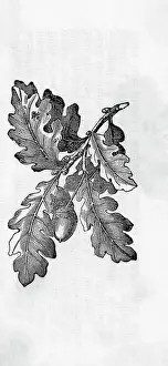 Oak Tree Prints: Oak Leaf Cluster with Acorns