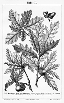 Oak Tree Gallery: Oak leaf and fruit engraving 1895