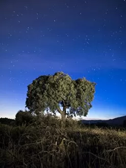 Images Dated 26th December 2015: Oak in the night in the mountain, with a sky of crepuscular light and with stars