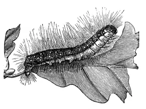 Oak Tree Gallery: The oak processionary (Thaumetopoea processionea)