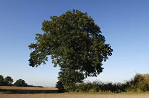 Oaks Collection: Oak (Quercus), Othenstorf, Mecklenburg-Western Pomerania, Germany, Europe