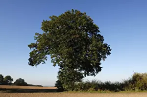 Quercus Prints: Oak (Quercus), Othenstorf, Mecklenburg-Western Pomerania, Germany, Europe