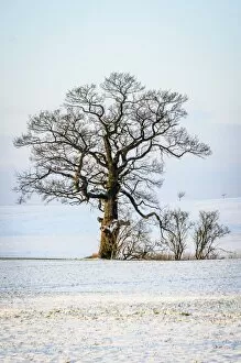 Oak -Quercus sp.- in the snow, Schleswig-Holstein, Germany