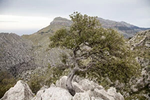 Images Dated 1st May 2015: Oak tree on a cliff in Sierra de Tramuntana