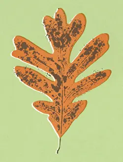 Single O Prints: Oak Tree Leaf