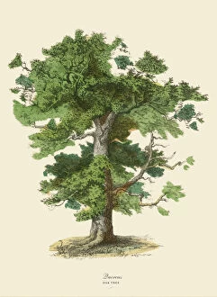 Art Illustrations Gallery: Oak Tree or Quercus, Victorian Botanical Illustration