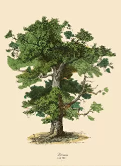 Images Dated 18th March 2016: Oak Tree or Quercus, Victorian Botanical Illustration