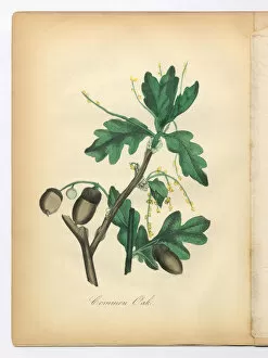 Images Dated 13th July 2015: Oak Tree Victorian Botanical Illustration