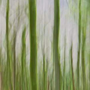 Images Dated 19th February 2011: Oak trees