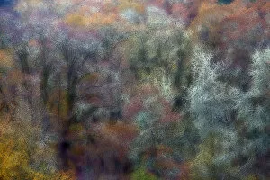 Oak trees in autumn color, Roseburg, Oregon, USA