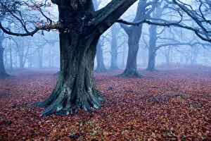 Oak trees woodland, Hertfordshire, England