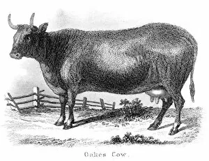 Images Dated 25th March 2017: Oakes cow engraving 1873