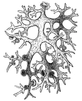 Moss Gallery: oakmoss (Evernia prunastri)