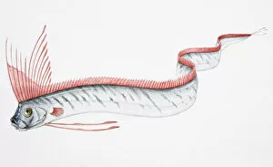 Images Dated 13th January 2007: Oarfish (Regalecus glesne) swimming in undulating motion, side view