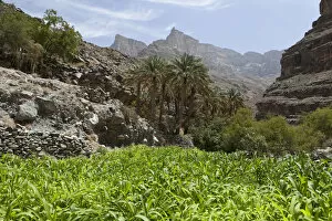 Images Dated 23rd April 2011: Oasis with date palms and green fields, canyon of Jebel Shams, Hadschar-Gebirge, Al Hajir, Oman