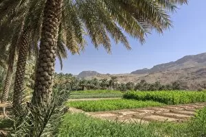 Images Dated 13th March 2013: Oasis with date palms and green fields, Jebel Shams, Al Hajar Mountains