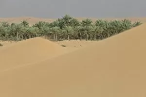 Images Dated 23rd April 2011: Oasis with date palms surrounded by sand dunes, Emirate of Dubai, United Arab Emirates