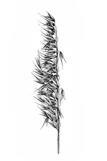 Botanics Prints: Oat (Avena sativa)