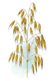 Oat (Avena sativa)