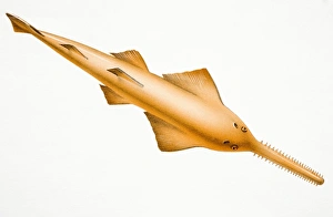 Spiked Gallery: Oblong fish with serrated nose