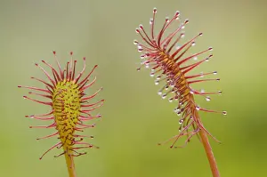 Oblong-leaved sundew or spoonleaf sundew (Drosera intermedia)