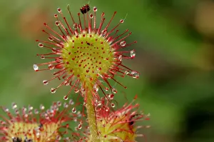 Flood Prints: Oblong-leaved sundew or spoonleaf sundew (Drosera intermedia) in its natural bog habitat