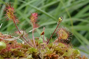 Waterdrops Prints: Oblong-leaved sundew or spoonleaf sundew (Drosera intermedia) in its natural bog habitat
