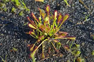 Peat Prints: Oblong-leaved sundew, spoonleaf sundew -Drosera intermedia- on waterlogged peat soil