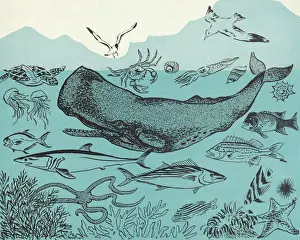 Ocean Sea Life