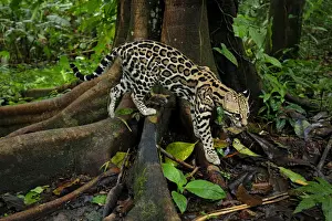 Pawed Animal Pawed Mammal Prints: Ocellot (Leopardus pardalis) looking for prey on forest floor