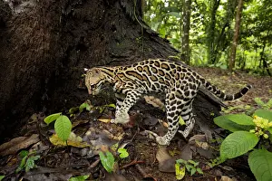 Pawed Animal Pawed Mammal Prints: Ocellot (Leopardus pardalis) looking for prey on forest floor