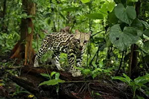 Ocellot (Leopardus pardalis) resting on log on forest floor