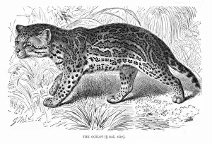 Ocelot engraving 1894