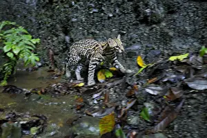 Pawed Animal Pawed Mammal Prints: Ocelot (Leopardus pardalis) walking near basalt wall