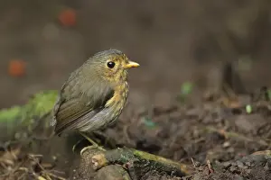 One Bird Prints: Ochre-breasted Antpitta (Grallaricula flavirostris)