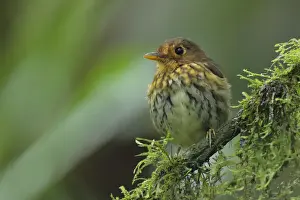 Ochre-breasted Antpitta (Grallaricula flavirostris)