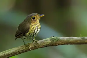 One Bird Prints: ochre-breasted antpitta (Grallaricula flavirostris)