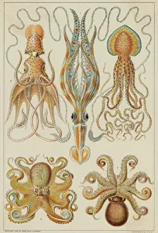 Octopus Prints: Octopods and Decapods
