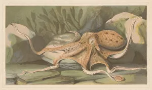 Images Dated 20th July 2015: Octopus, lithograph, published in 1868