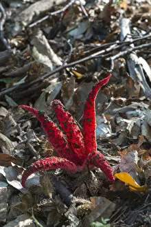 Images Dated 4th October 2014: Octopus Stinkhorn -Clathrus archeri-, fruiting body, Monchbruch forest, Hesse, Germany