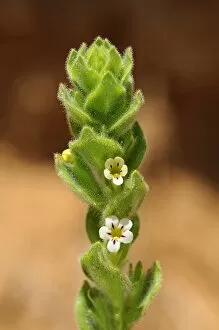 Images Dated 9th November 2010: Oftia africana, Goegap Nature Reserve, Namaqualand, South Africa