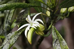 Oha Wai -Clermontia lindseyana-, rare plant, Volcanoes National Park, Big Island of Hawaii, USA