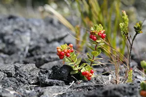Images Dated 27th June 2012: Ohelo Ai Berry -Vaccinium reticulatum-, Hawaii Volcanoes National Park, Hawaii, USA