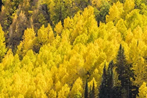Images Dated 26th September 2017: Ohio Creek Valley in fall color, Gunnison National Forest, Colorado, USA