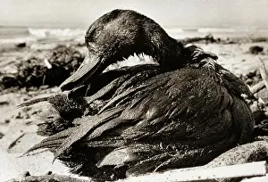 Accident Prints: Oil-Covered Duck Struggles To Move