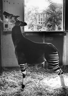 Feeding Prints: Okapi