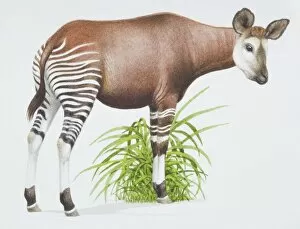 Artiodactyla Gallery: Okapia johnstoni, Okapi with a brown body and stripey legs, side view