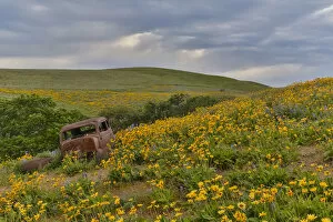Images Dated 21st April 2016: Old abandoned car and fields of lupine and Arrow Leaf Balsamroot (Balsamorhiza sagittata)
