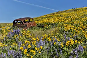Flower Head Prints: Old abandoned car and fields of lupine and Arrow Leaf Balsamroot (Balsamorhiza sagittata)