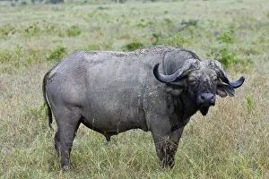 Eastern Africa Prints: Old African Buffalo -Syncerus caffer- with purulent eye